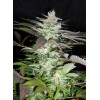 Black Jack